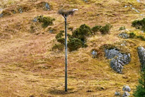 Osprey Platform
