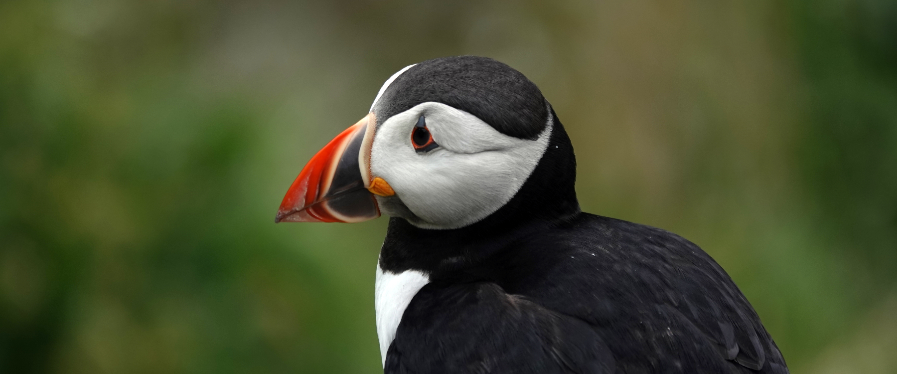 puffin puffin
